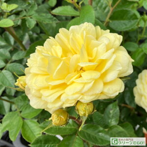 o c  yx}eBJ (FL)  lG炫z 2N ڂؑc KN [Y o  c  o 