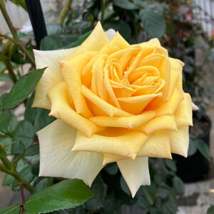 o c  yA\C iHTj mo^in  lG炫z 2N ڂؑc KN [Y o  c CA o 