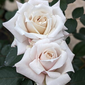 o c  y iHTj mo^in  lG炫z 2N ڂؑc KN [Y o  c  o 