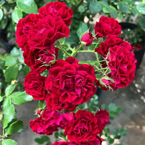 o c  yN] VGb^ iCLj mo^in  Ԃ炫z 2N ڂؑc KN [Y o  c RfX o 