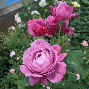 o c  yÂ iFLj mo^in  lG炫z 2N ڂؑc KN [Y o  c  o 