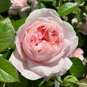 o c  yVF[nCg iHTj mo^in  lG炫z 2N ڂؑc KN [Y o  c ^^E o 