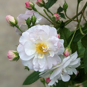 o c  yXEB[g VGb^ iCLj mo^in  Ԃ炫z 2N ڂؑc KN [Y o  c RfX o 