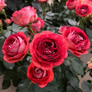 o c  yXgx[ ~Xg iFLj mo^in  lG炫z 2N ڂؑc KN [Y o  c RfX o 