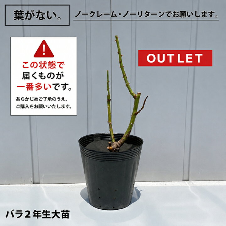 楽天市場】◇OUTLET ROSE◇ [楽天市場限定販売]バラ苗 【たそがれ (FL 