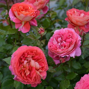 o c TIGeBX yASm[c (FL) mo^in  lG炫z 2N ڂؑc KN [Y