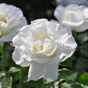 o c TIGeBX yOVA[ (FL) mo^in  lG炫z 2N ڂؑc KN [Y