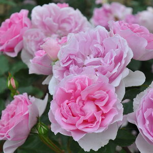 o c TIGeBX ysNV[ (FL) mo^in  lG炫z 2N ڂؑc KN [Y