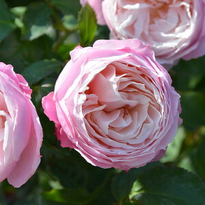 o c TIGeBX ysGbg (FL) mo^in  lG炫z 2N ڂؑc KN [Y