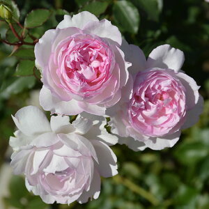 o c TIGeBX y}[T (FL) mo^in  lG炫z 2N ڂؑc KN [Y