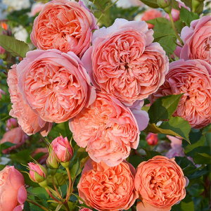 o c TIGeBX yVN[h (FL) mo^in  lG炫z 2N ڂؑc KN [Y