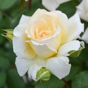 o c TIGeBX y (HT) mo^in  lG炫z 2N ڂؑc KN [Y