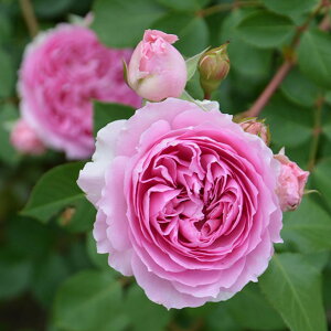 o c TIGeBX yO (FL) mo^in  lG炫z 2N ڂؑc KN [Y