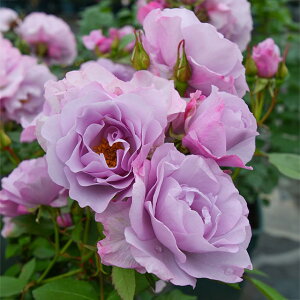 o c TIGeBX yT}Jh (FL) mo^in  lG炫z 2N ڂؑc KN [Y