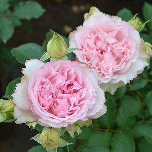 o c TIGeBX ytH[V[YY (FL) mo^in  lG炫z 2N ڂؑc KN [Y