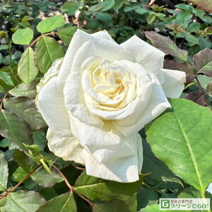 o c yuC_zCg (FL)  lG炫z 2N ڂؑc KN [Y o  c