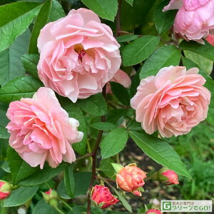 o c yR[lA (old) I[h[Y ` Ԃ炫z 2N ڂؑc KN [Y o  c