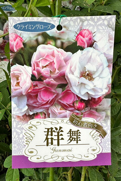 楽天市場】◇開花後強剪定株 花芽なし◇ バラ 苗 【つるバラ 群舞 (CL 