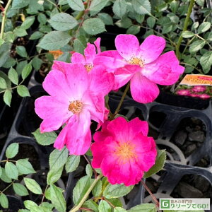 �o���c �y��o�� �C�G�X�^�f�C (CL) ���� �l�G�炫�z 1�N�� �ڂ��� �V�c �A�[�`���� �K�N ���[�Y �o�� �� �c