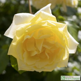 バラ苗 【つるバラ カジノ (CL) 大輪 四季咲き】 2年生 接ぎ木 大苗 アーチ向け 薔薇 ローズ バラ の 苗