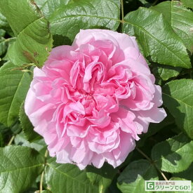 バラ苗 【ジャック カルティエ (old) 中輪 返り咲き】 1年生 接ぎ木 新苗 薔薇 ローズ バラ の 苗