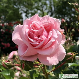 バラ苗 【つるバラ ホーム＆ガーデン (CL) 中輪 四季咲き】 2年生 接ぎ木 大苗 アーチ向け 薔薇 ローズ バラ の 苗