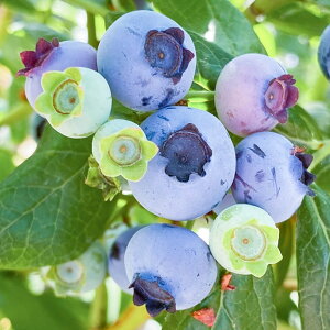 [yVsX艿i] OGO!H̃K[fjOՁ u[x[ c yWG iTUnCubVnjz 2N }ؕc c x[ ʎ ʎc