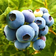 ブルーベリー 苗 【ブルーマル （ラビットアイ系）】 2年生 挿し木苗 苗木 ベリー 果樹 果樹苗