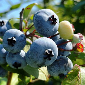 ブルーベリー 苗 【ウィトゥ (ラビットアイ系)】 2年生 挿し木苗 苗木 ベリー 果樹 果樹苗