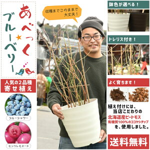 種 ブルーベリー 栽培 セットの人気商品 通販 価格比較 価格 Com