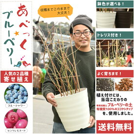 楽天市場 ブルーベリー 品種 相性の通販