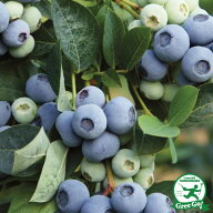 ブルーベリー 苗 【オニール （サザンハイブッシュ系）】 2年生 挿し木苗 苗木 ベリー 果樹 果樹苗