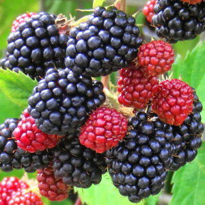 ubNx[ c yTeubN z 2N |bgc LC`S ؂ x[ c ʎc