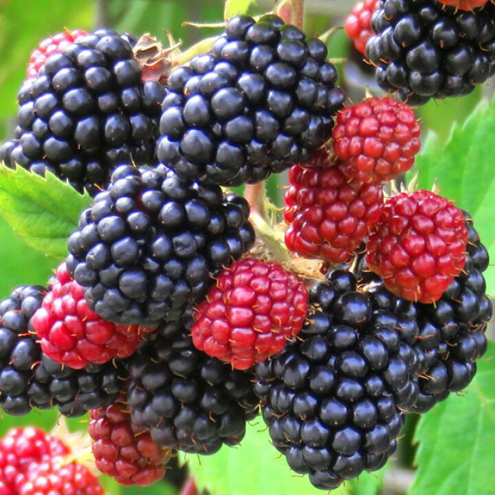 楽天市場】ブラックベリー 苗 【サテンブラック】 1年生ポット苗  