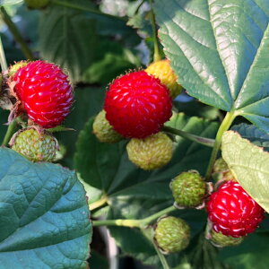  Yx[ c yEgYx[ bhh[z 2N |bgc ij[ܕtj LC`S ؂ x[ c ʎc kCE͑KpOłB