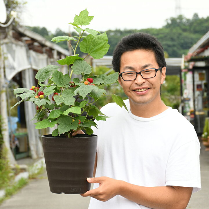 楽天市場 ラズベリー 苗 鉢色が選べる ウルトララズベリー レッドドリーム鉢植え 挿し木 フレグラーポット鉢植え アイボリーorダークブラウン ウルトララズベリー キイチゴ 木いちご ベリー 苗木 果樹苗 苗木の専門店 グリーンでgo 楽天市場 ラズベリー 苗 鉢色が選べる ウルトララズベリー レッドドリーム鉢植え 挿し木 フレグラーポット鉢植え アイボリーorダークブラウン ウルトララズベリー キイチゴ 木いちご ベリー 苗木 果樹苗 苗木の専門店 グリーンでgo