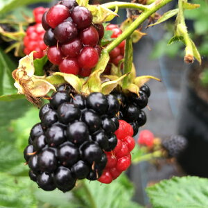 ubNx[ c y q} igQȂjz 2N |bgc Yx[ LC`S ؂ x[ c ʎc