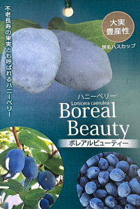 ハニーベリー ハスカップ 苗 【ボレアルビューティー】 ポット苗 ボレアル ベリー 苗木 果樹苗