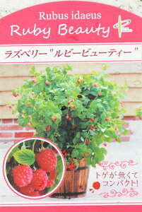 ラズベリー 苗 【ルビービューティー】 プラスチック鉢植え キイチゴ 木いちご ベリー 苗木 果樹苗
