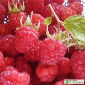 Yx[ c yOAv iGjz 1N|bgc LC`S ؂ x[ c ʎc