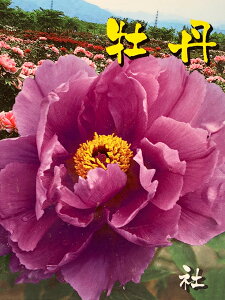 和風 植木の人気商品 通販 価格比較 価格 Com 和風 植木の人気商品 通販 価格比較 価格 Com