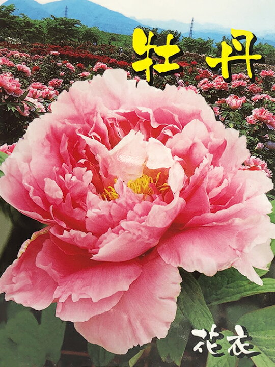楽天市場 牡丹 苗 花衣 はなごろも 約0 3m 接ぎ木苗 ぼたん 品種 苗木 庭木 植木 花木 低木 洋風 和風 苗木の専門店 グリーンでｇｏ