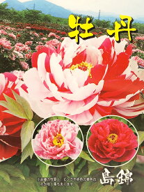 楽天市場 和風 低木の通販
