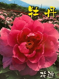 楽天市場 花 苗木の通販