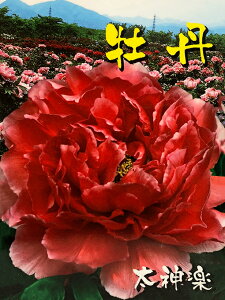 和風 植木の人気商品 通販 価格比較 価格 Com 和風 植木の人気商品 通販 価格比較 価格 Com