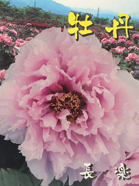 楽天市場 牡丹 苗 長楽 ちょうらく 約0 3m 接ぎ木苗 ぼたん 品種 苗木 庭木 植木 花木 低木 洋風 和風 苗木の専門店 グリーンでｇｏ