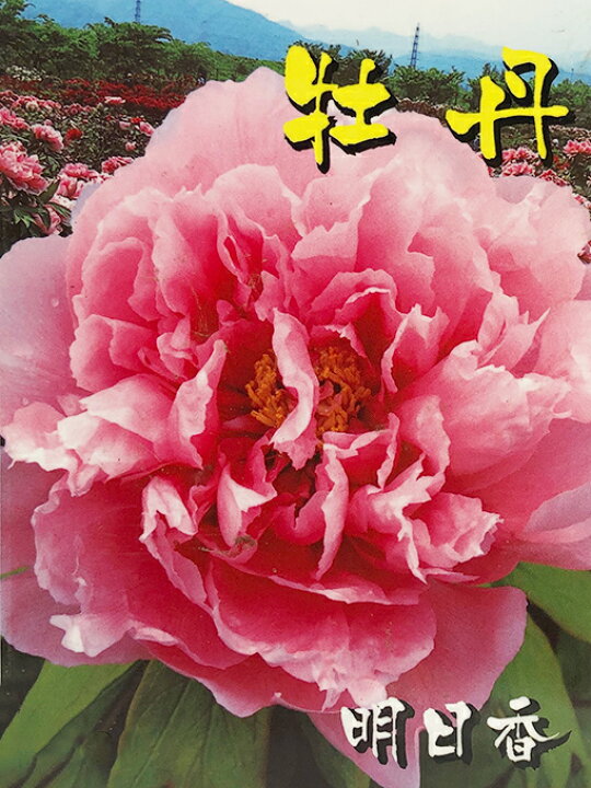楽天市場 牡丹 苗 明日香 あすか 約0 3m 接ぎ木苗 ぼたん 品種 苗木 庭木 植木 花木 低木 洋風 和風 苗木の専門店 グリーンでｇｏ