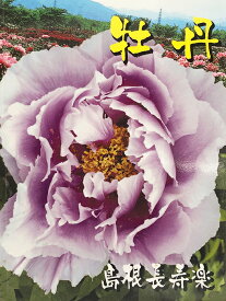 楽天市場 牡丹 苗の通販