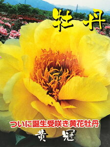 和風 植木の人気商品 通販 価格比較 価格 Com 和風 植木の人気商品 通販 価格比較 価格 Com
