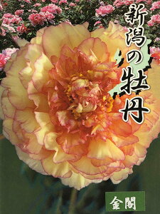 和風 植木の人気商品 通販 価格比較 価格 Com 和風 植木の人気商品 通販 価格比較 価格 Com